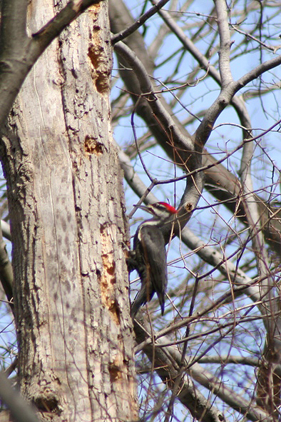 pileated woodpecker